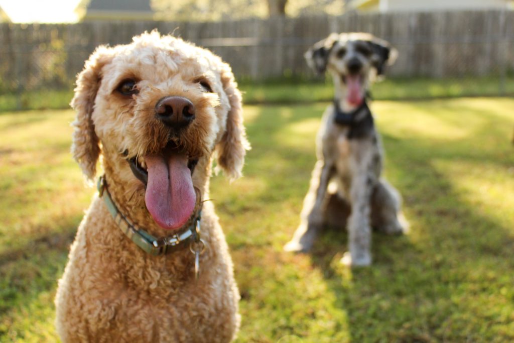 a couple of dogs sitting in grass