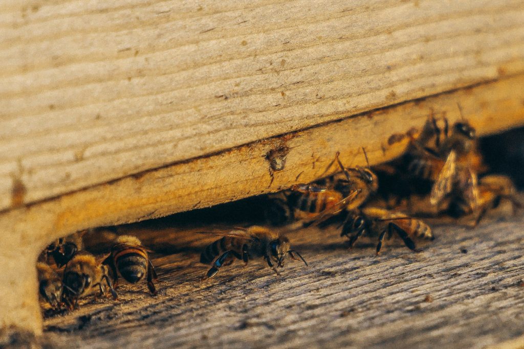 a close-up of a bee