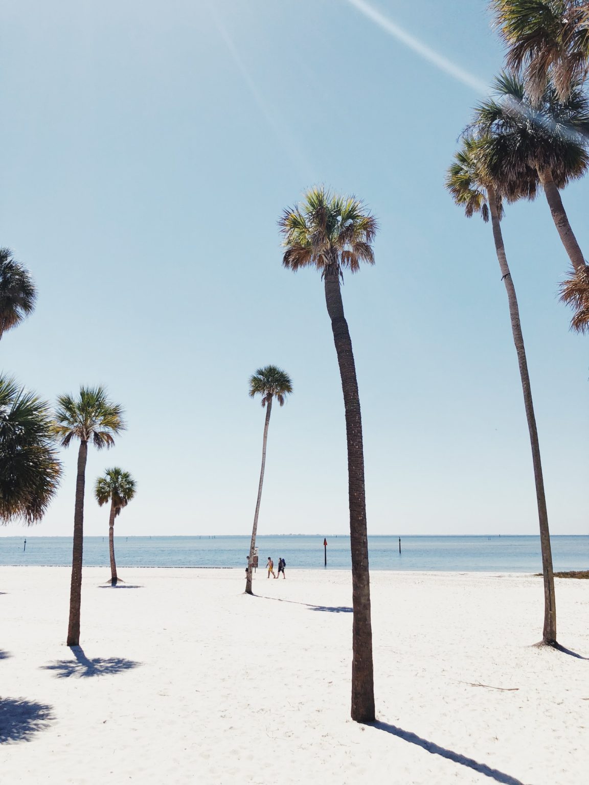 palm trees on a beach